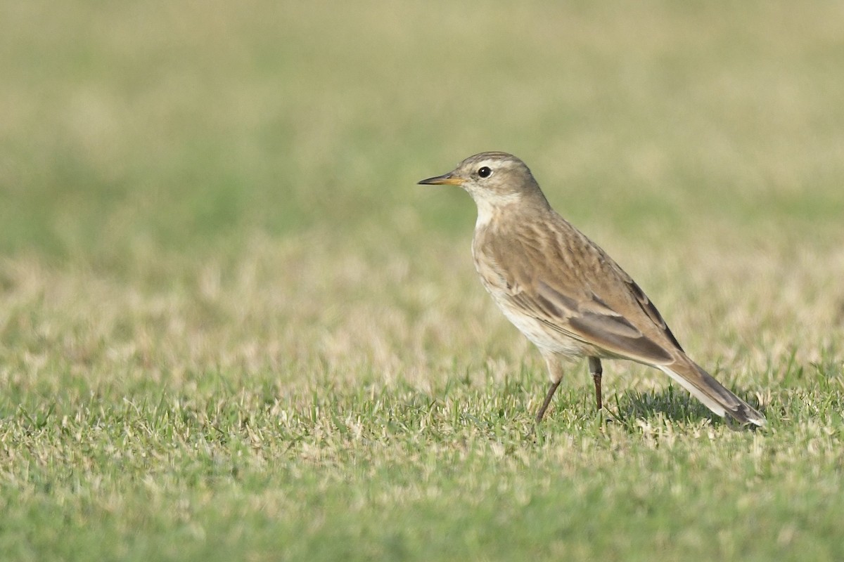 Water Pipit (Caucasian) - Khalifa Al Dhaheri