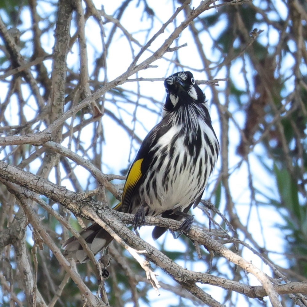 New Holland Honeyeater - ML611565381