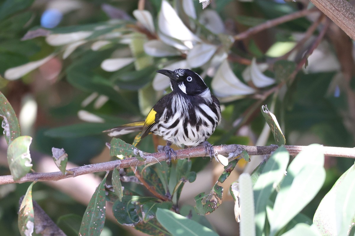 New Holland Honeyeater - ML611565383