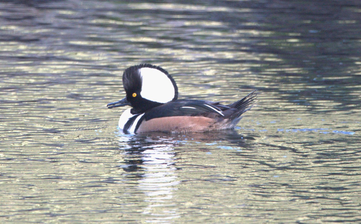 Hooded Merganser - ML611565385