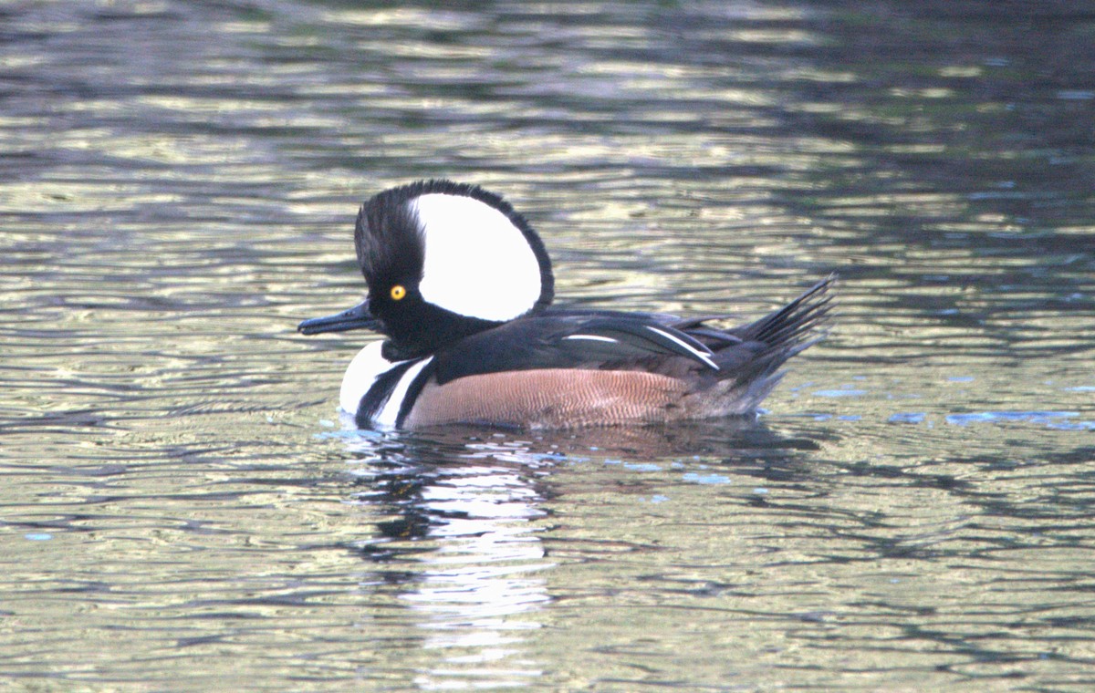 Hooded Merganser - ML611565386