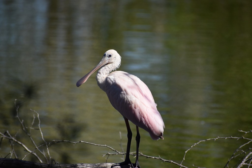 Roseate Spoonbill - ML611565426