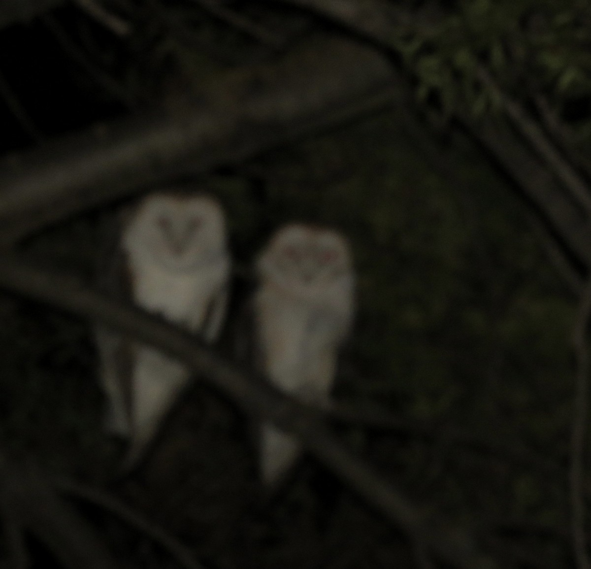 Barn Owl - ML611565436