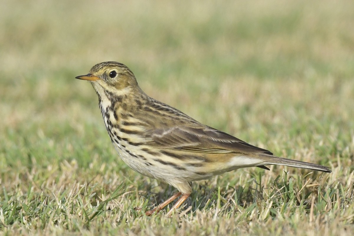 Meadow Pipit - Khalifa Al Dhaheri