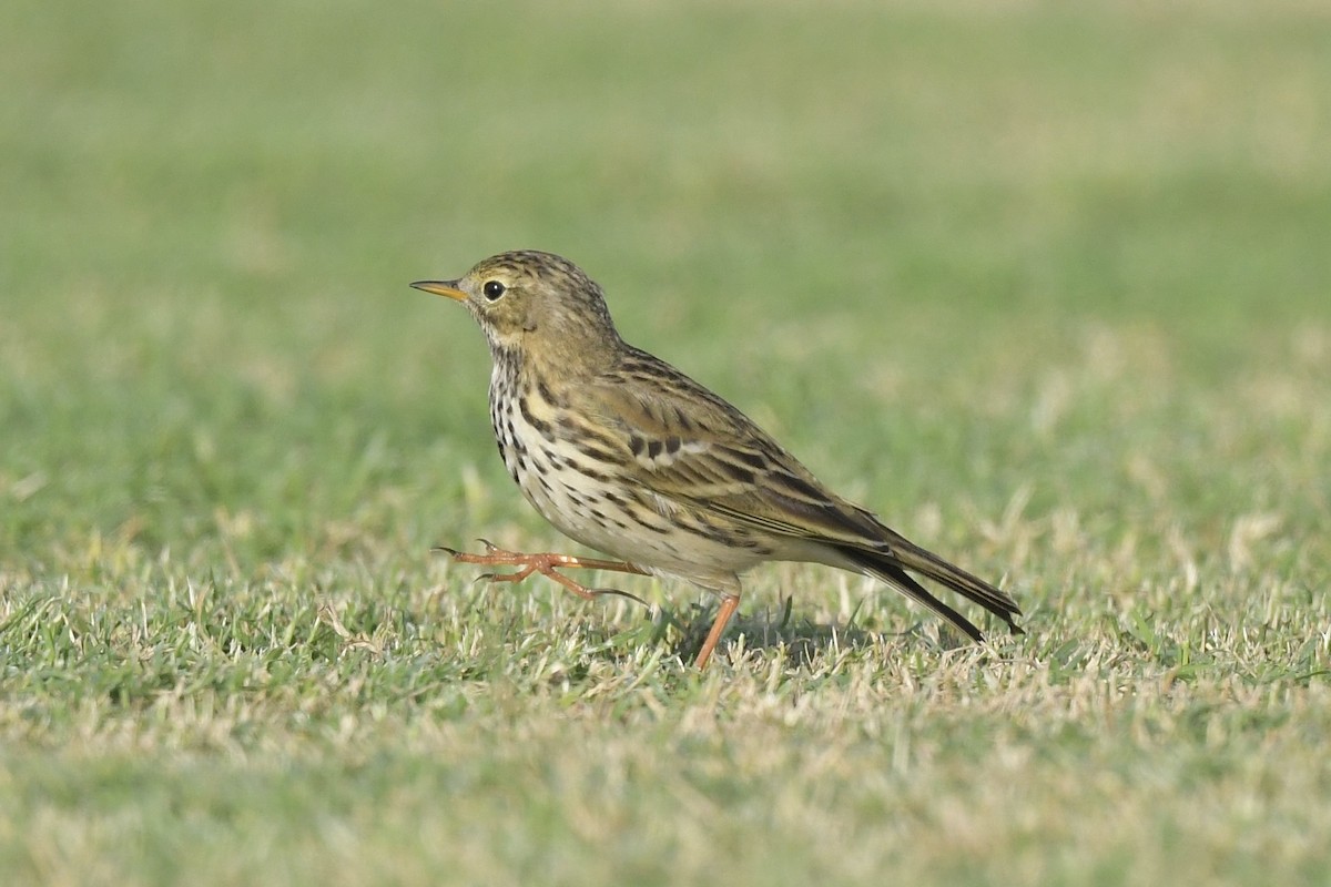 Meadow Pipit - Khalifa Al Dhaheri