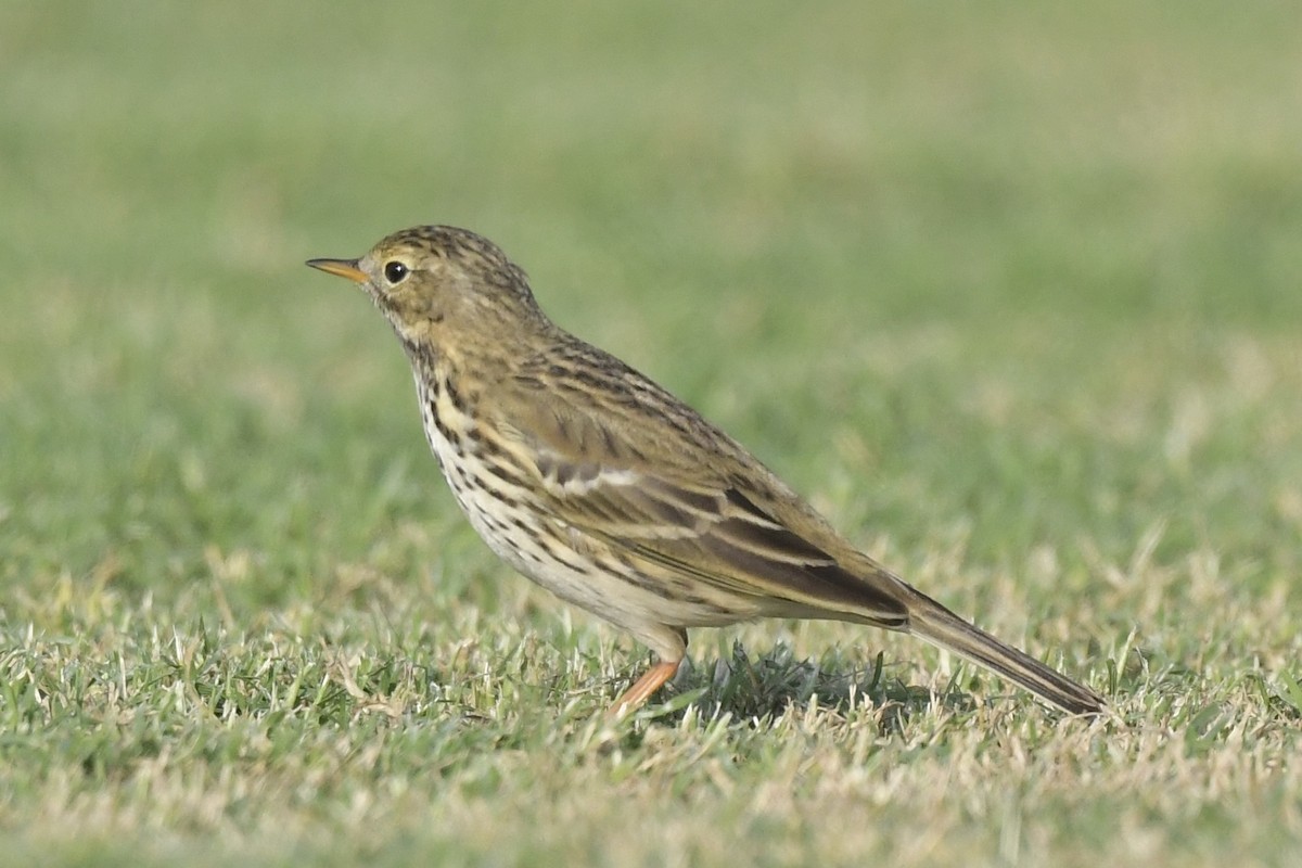 Meadow Pipit - Khalifa Al Dhaheri