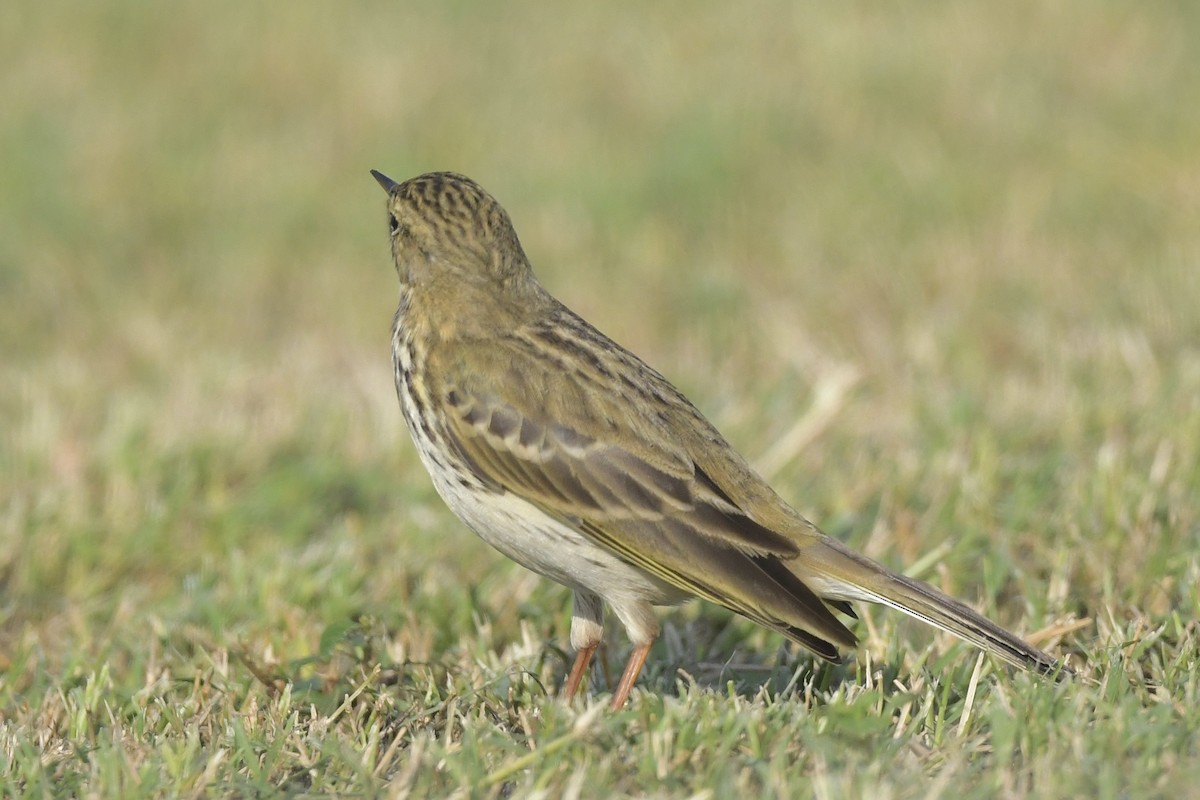 Meadow Pipit - Khalifa Al Dhaheri