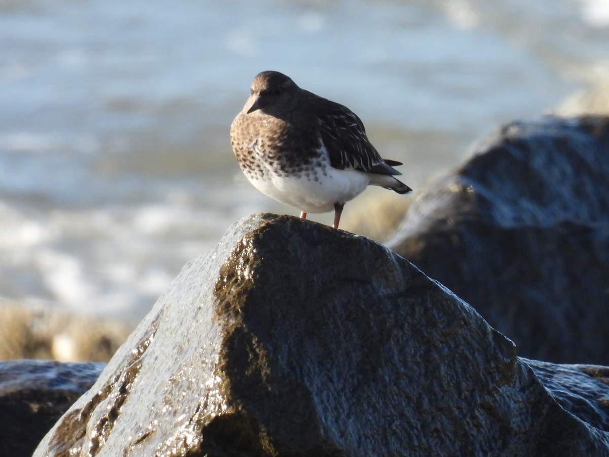 Black Turnstone - Tina Toth