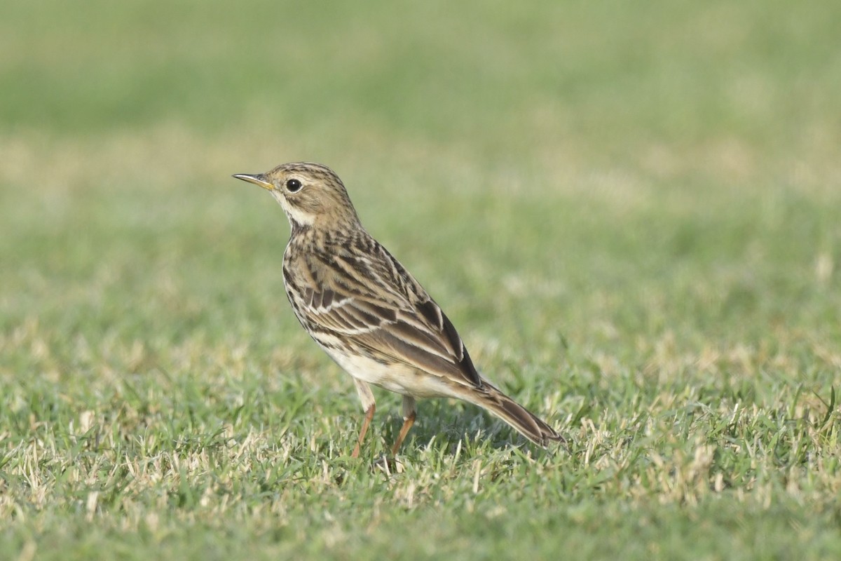 Red-throated Pipit - Khalifa Al Dhaheri