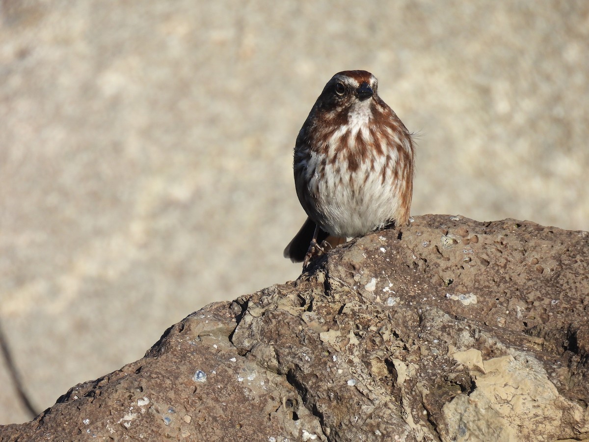 Song Sparrow - Tina Toth