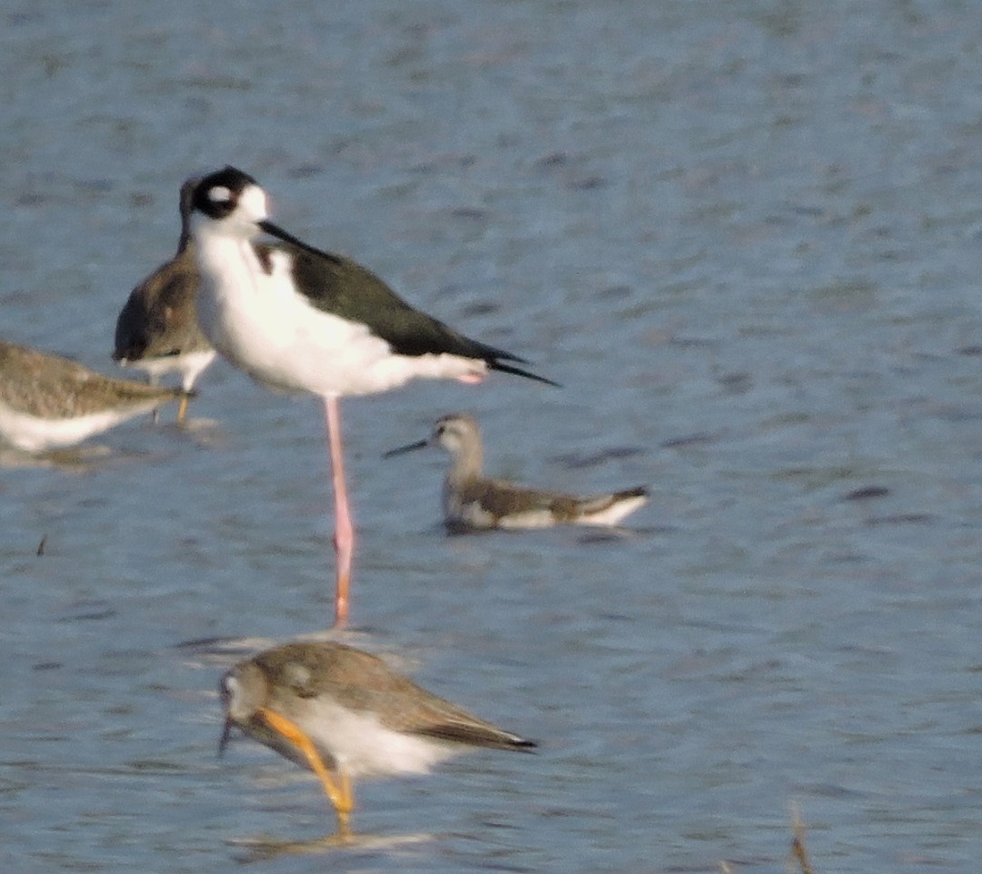 Wilson's Phalarope - ML611565583