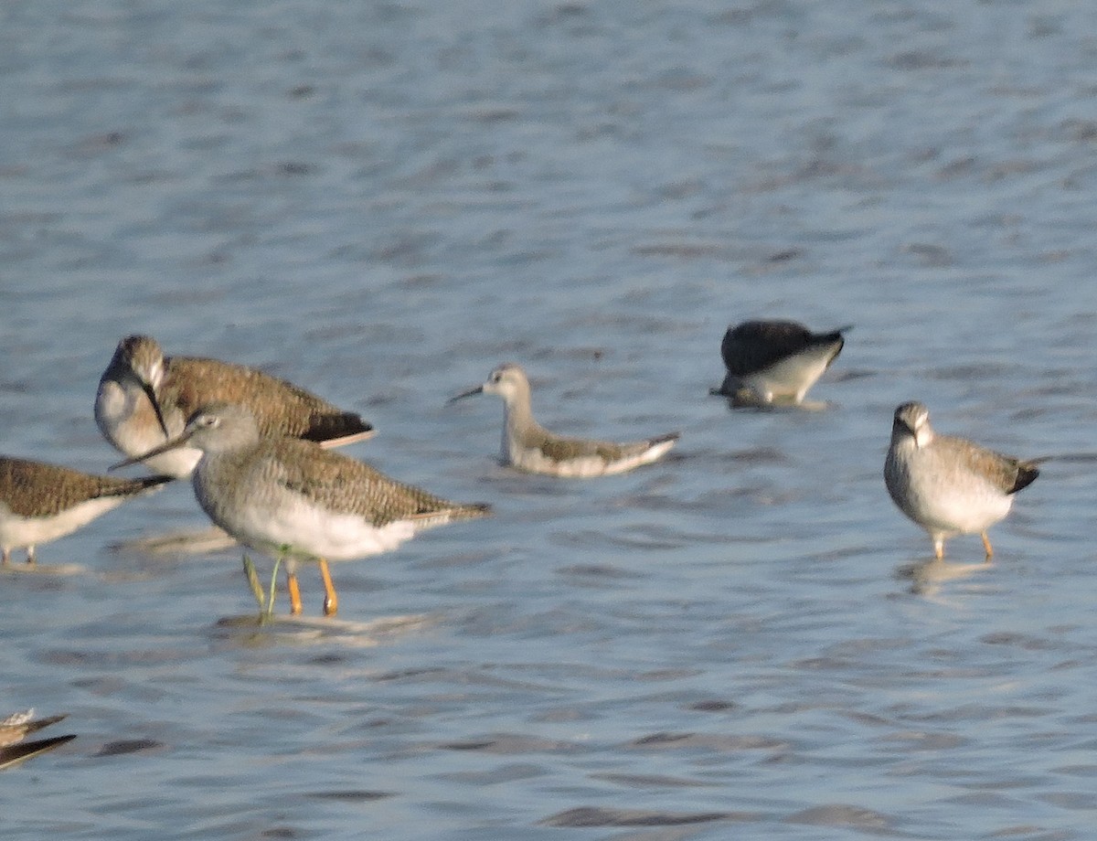 Wilson's Phalarope - ML611565584