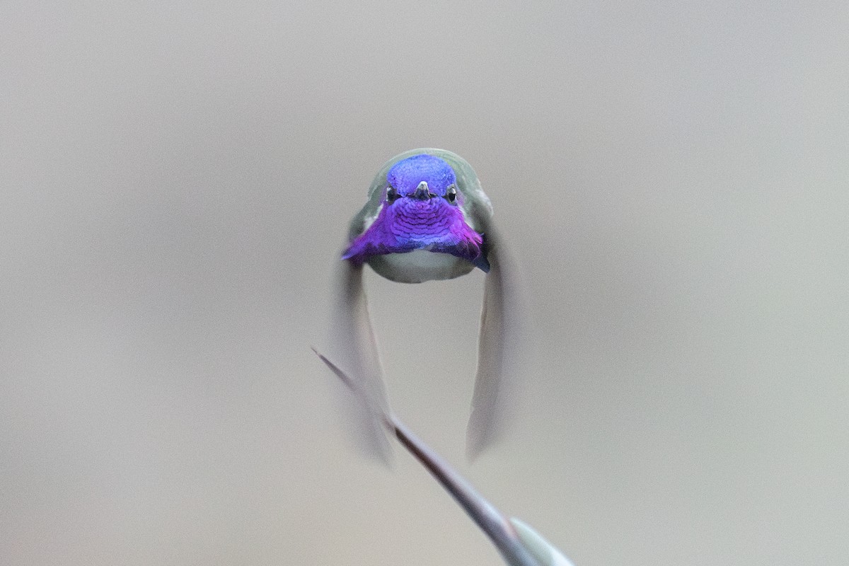 Costa's Hummingbird - Kalpesh Krishna