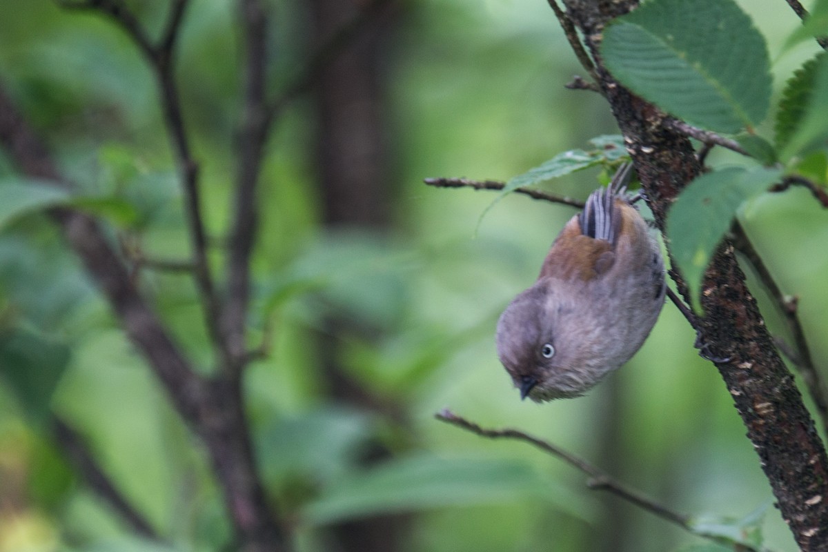 Gray-hooded Fulvetta - ML611565613