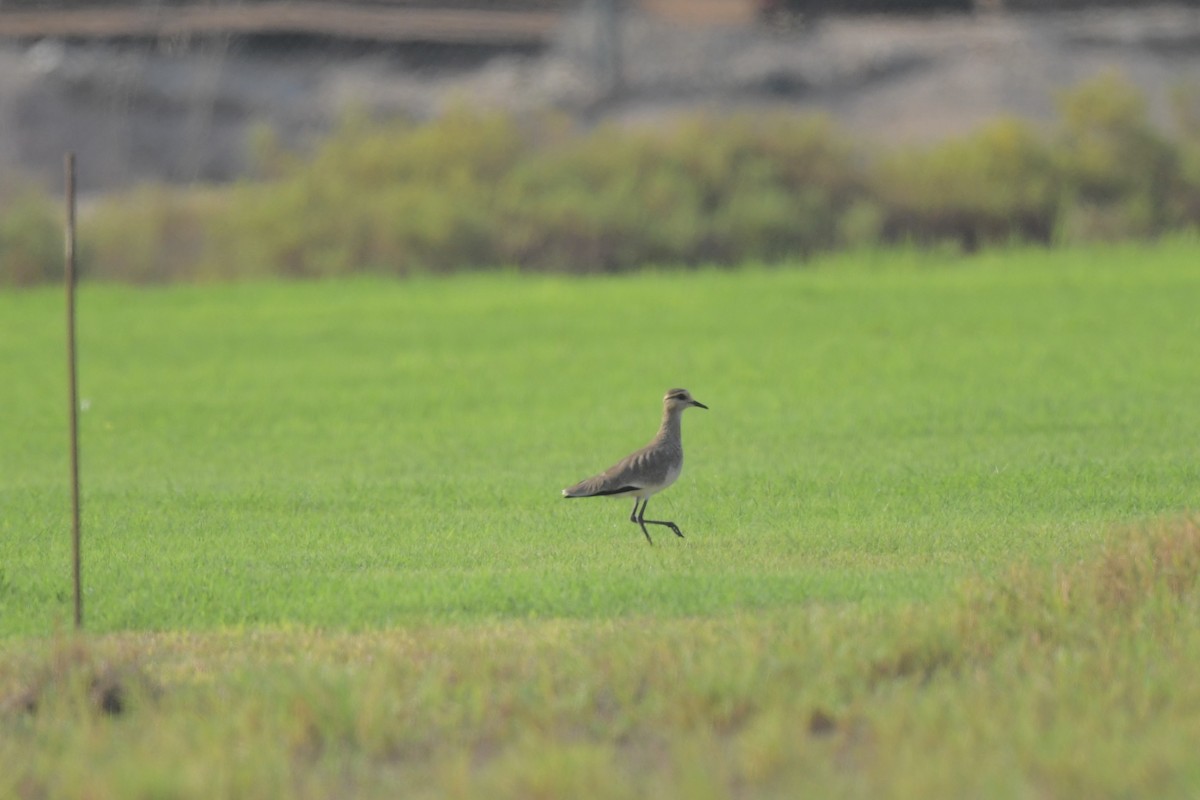 Sociable Lapwing - Khalifa Al Dhaheri