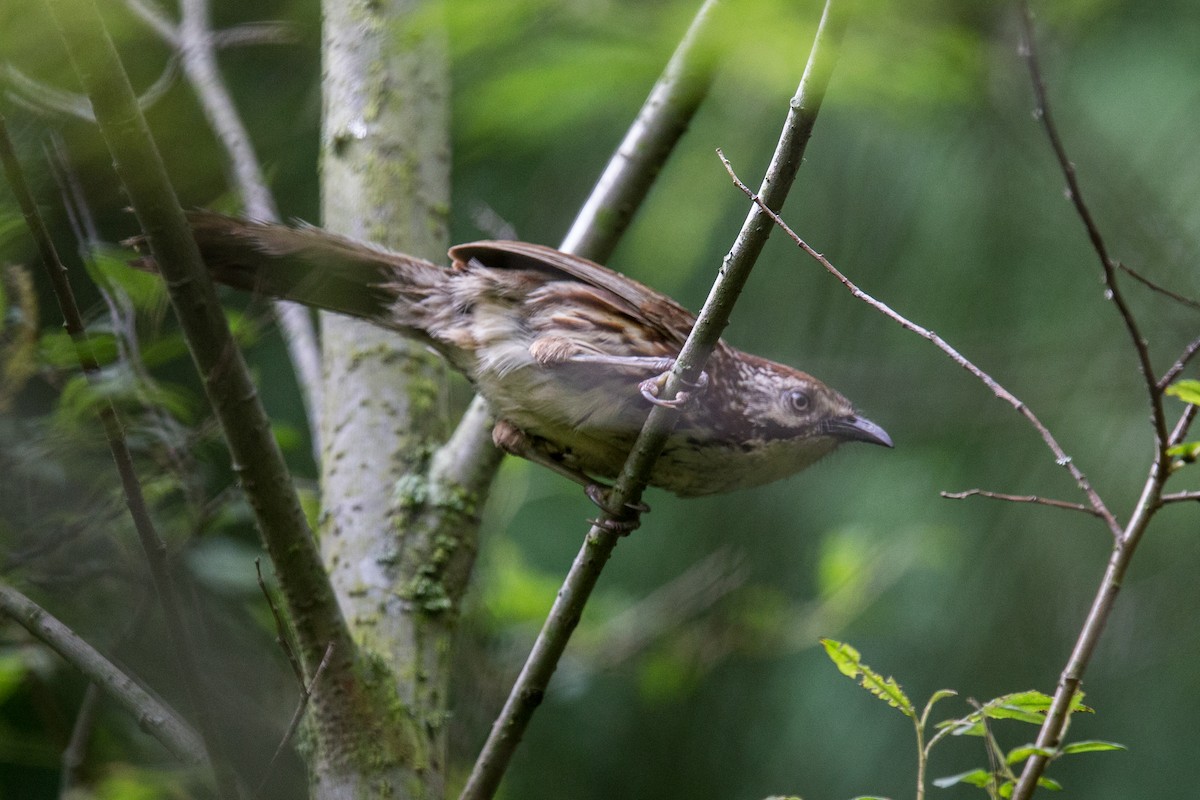 Chinese Babax - Robert Tizard