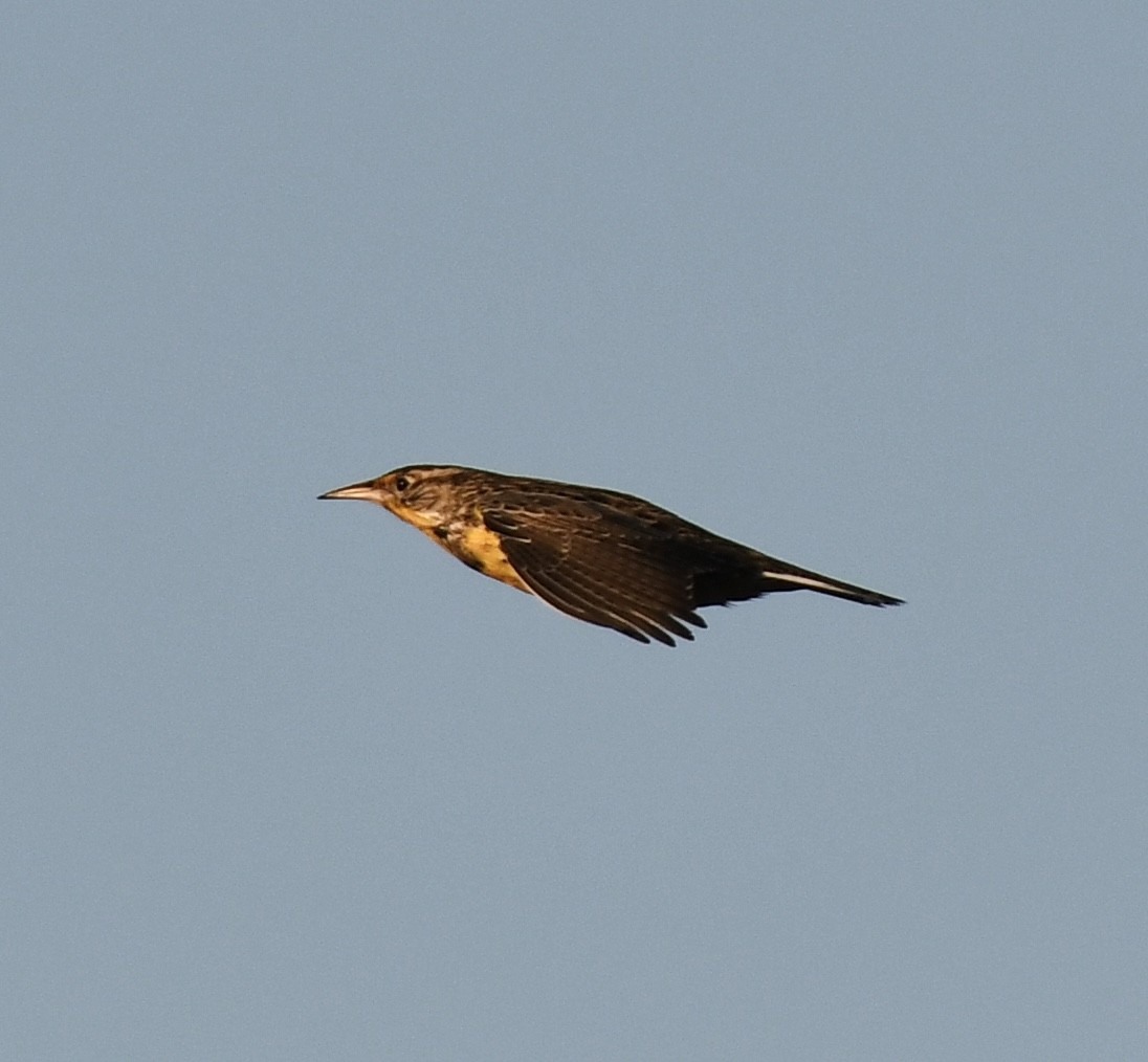 Western Meadowlark - ML611565684