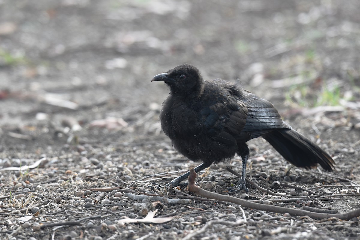 White-winged Chough - ML611565772