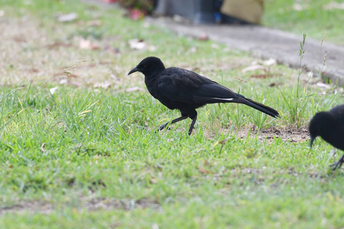 White-winged Chough - Nathan  Ruser