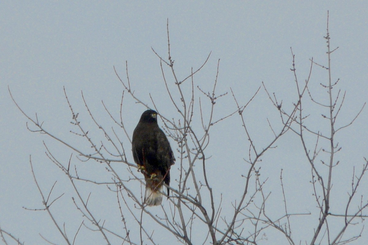 Red-tailed Hawk (Harlan's) - ML611565806
