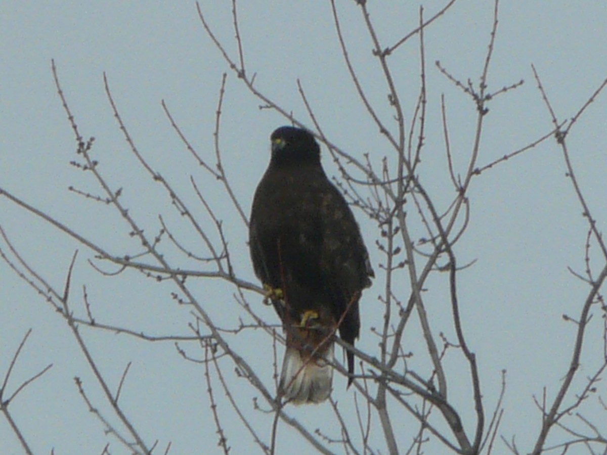 Red-tailed Hawk (Harlan's) - ML611565808