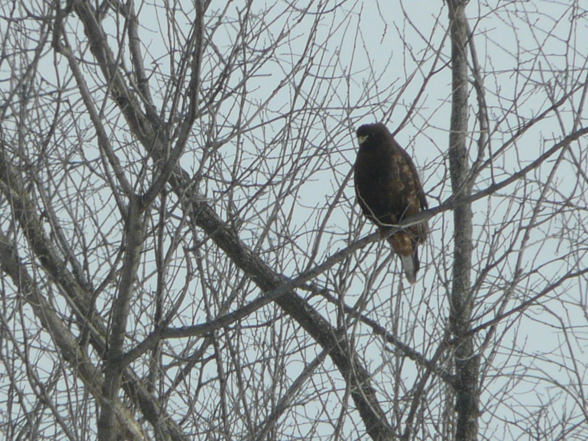 Red-tailed Hawk (Harlan's) - ML611565824