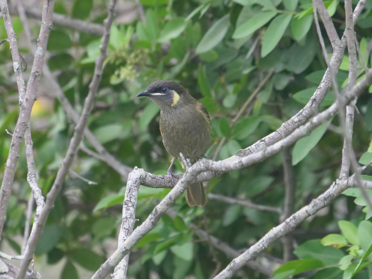 Lewin's Honeyeater - ML611565942