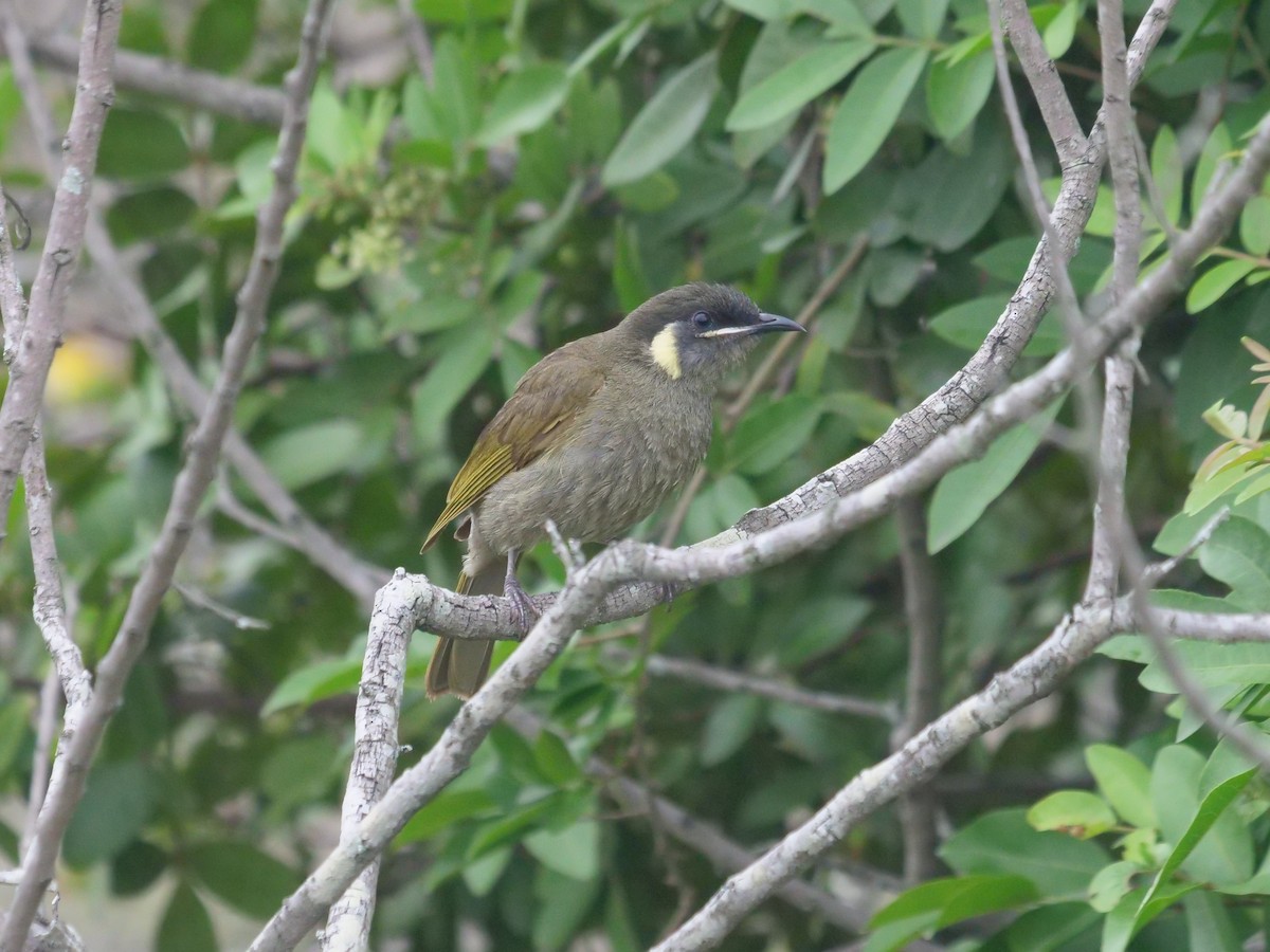 Lewin's Honeyeater - ML611565943