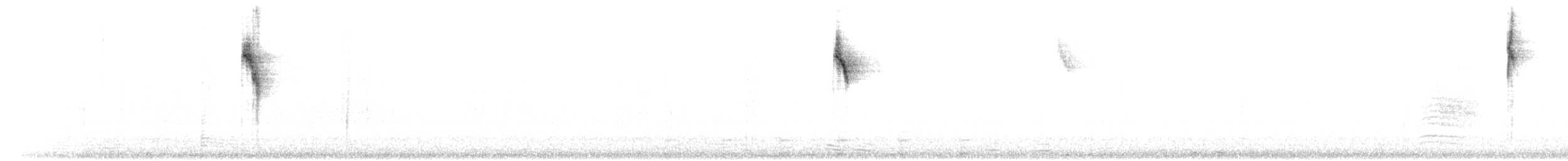 マミジロミツドリ（bahamensis） - ML611566021
