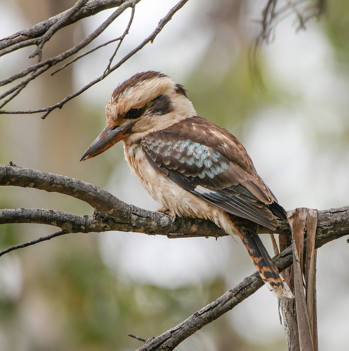 Laughing Kookaburra - ML611566066