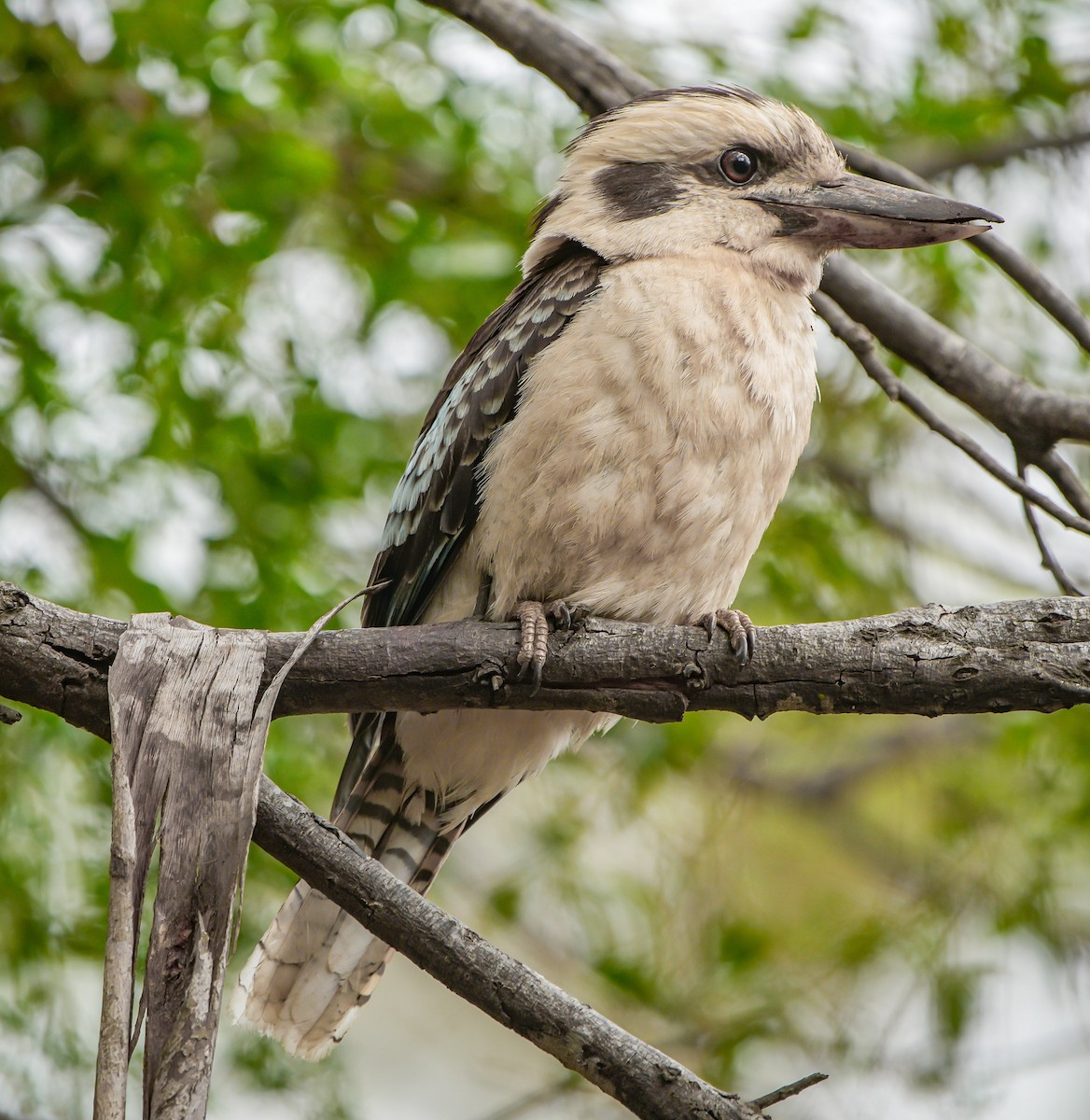 Laughing Kookaburra - ML611566068