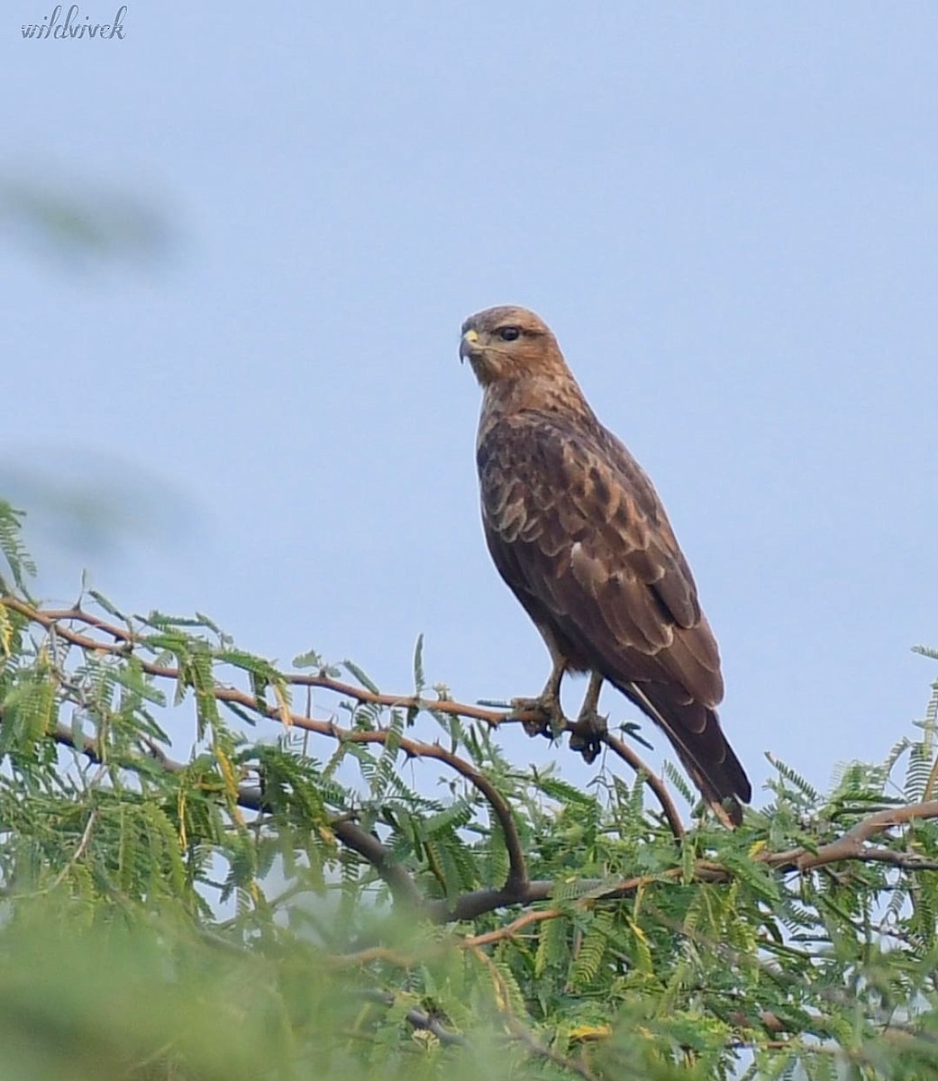 Common Buzzard - ML611566116