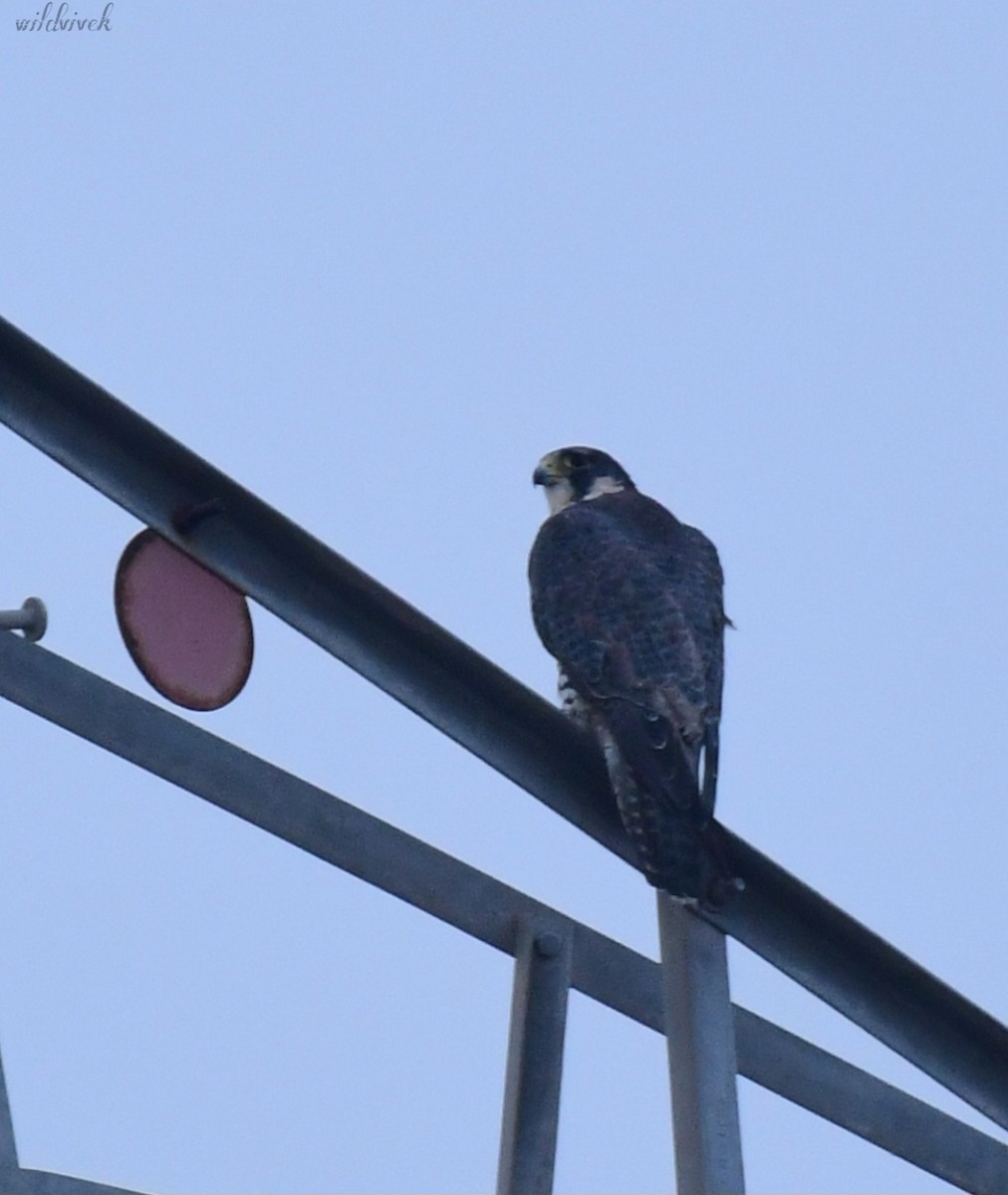 Peregrine Falcon - ML611566121