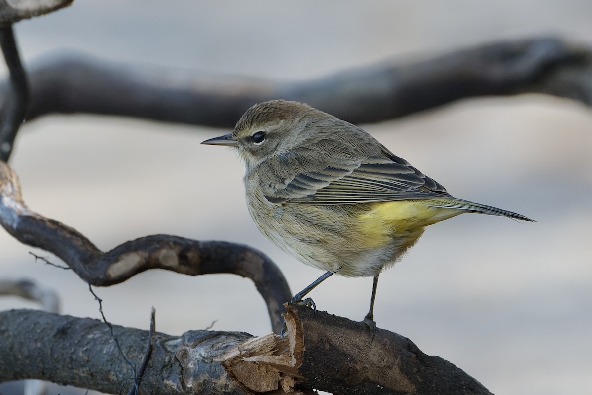 Palm Warbler - ML611566215