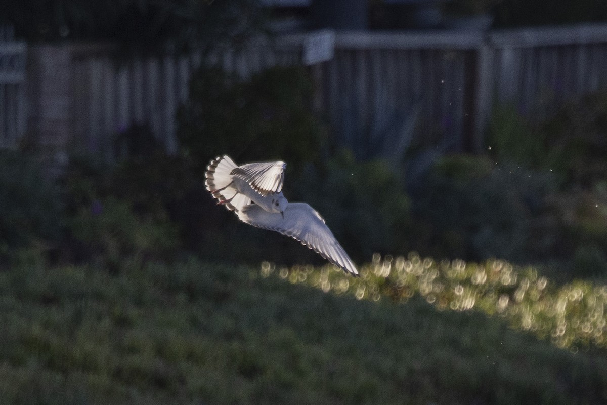 Mouette de Bonaparte - ML611566232