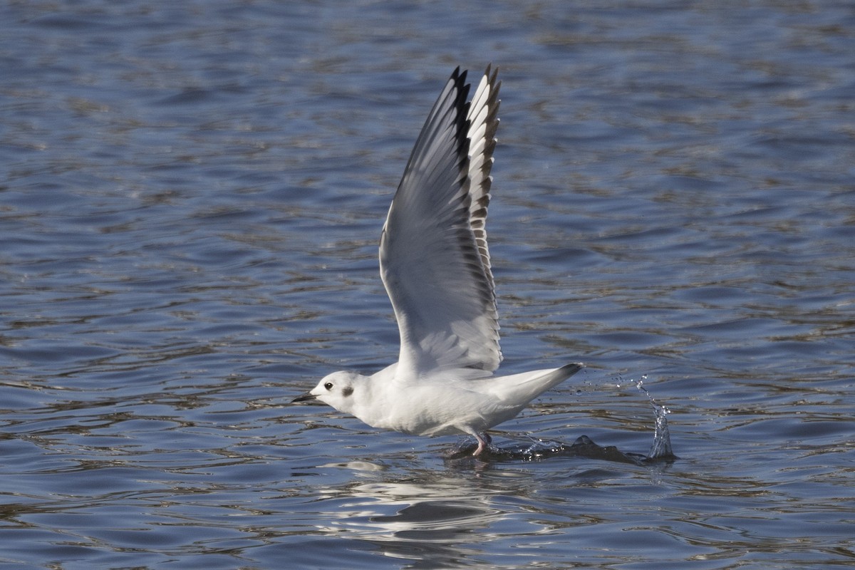 Mouette de Bonaparte - ML611566240