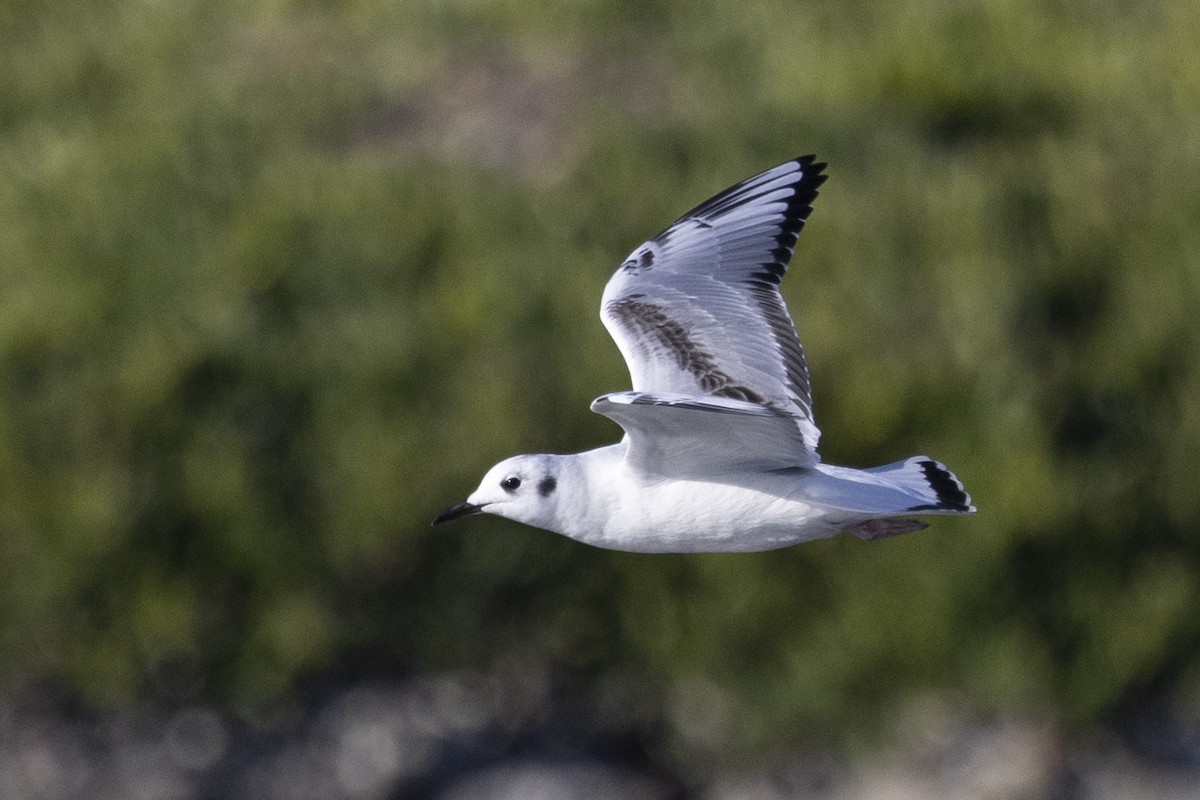 Bonaparte's Gull - ML611566242