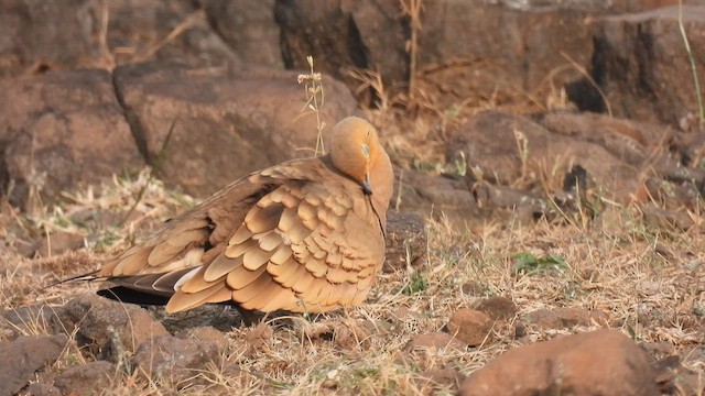 Chestnut-bellied Sandgrouse - ML611566243