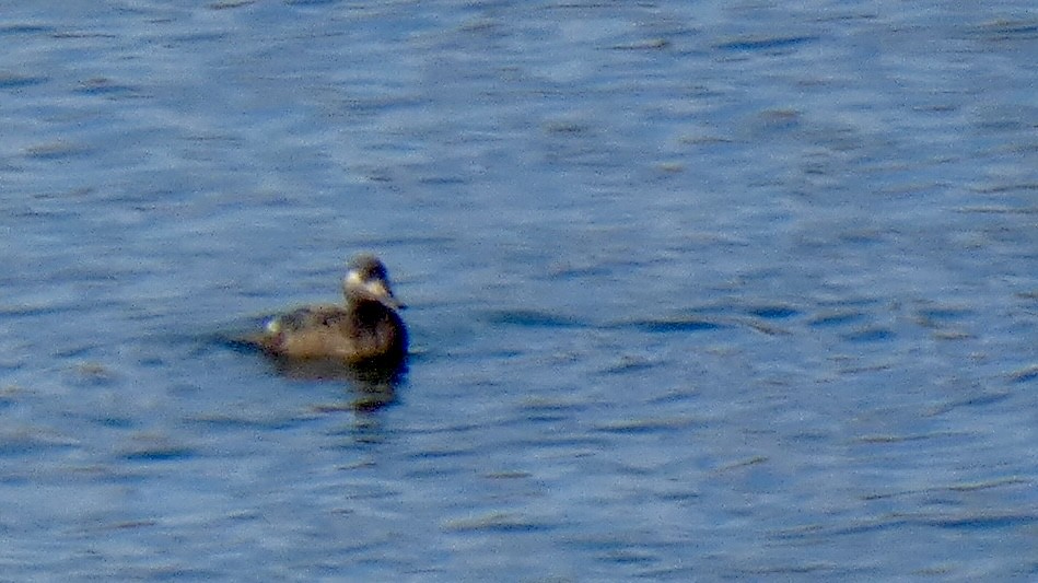 White-winged Scoter - ML611566267