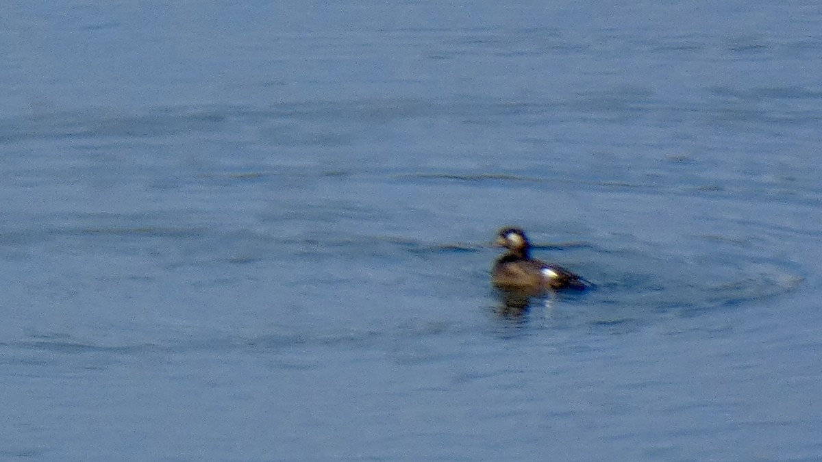 White-winged Scoter - ML611566268