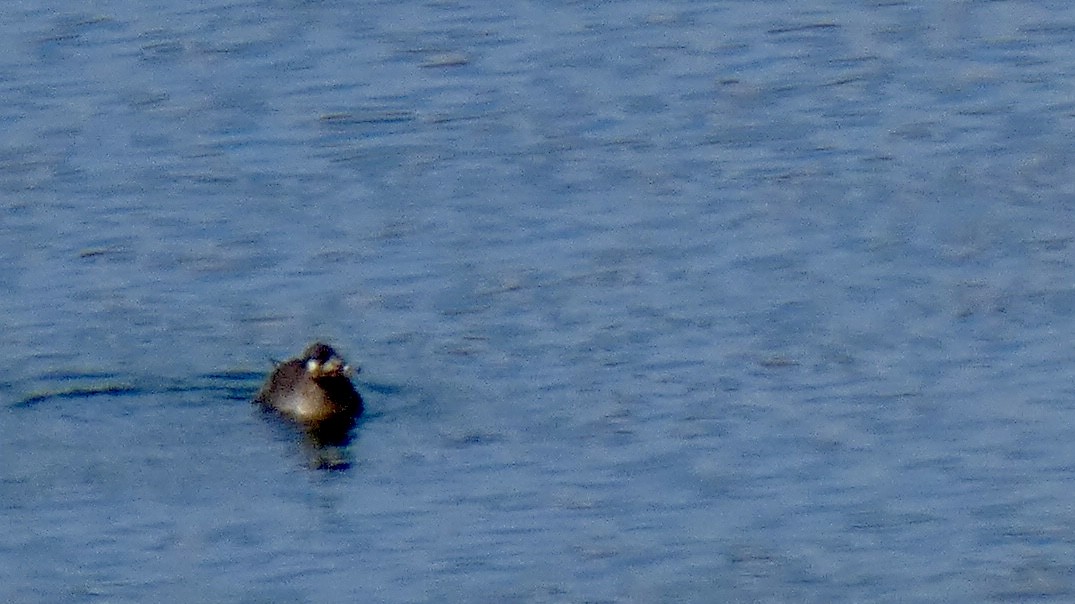 White-winged Scoter - ML611566269