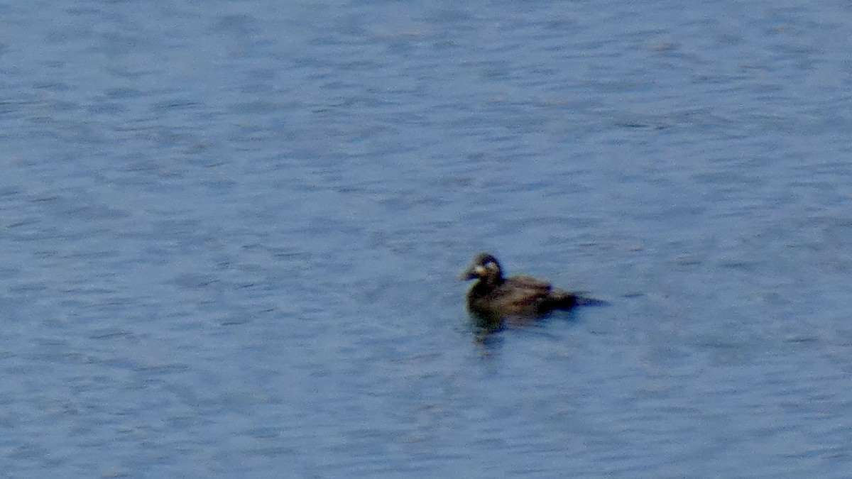 White-winged Scoter - ML611566270