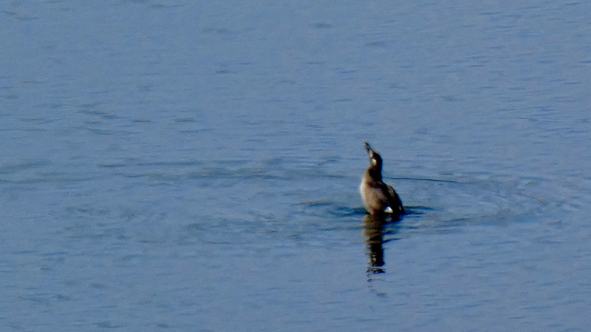 White-winged Scoter - ML611566271