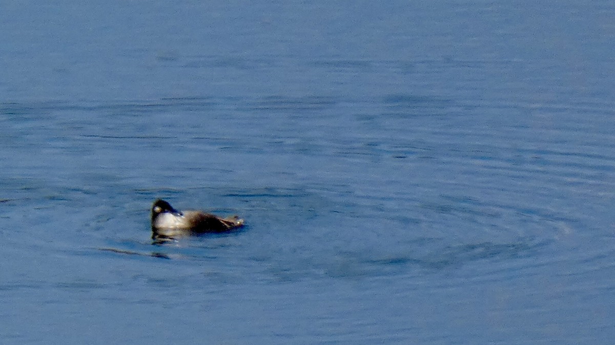 White-winged Scoter - ML611566272