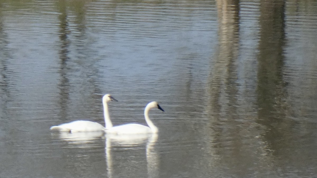 Trumpeter Swan - Andy Brown