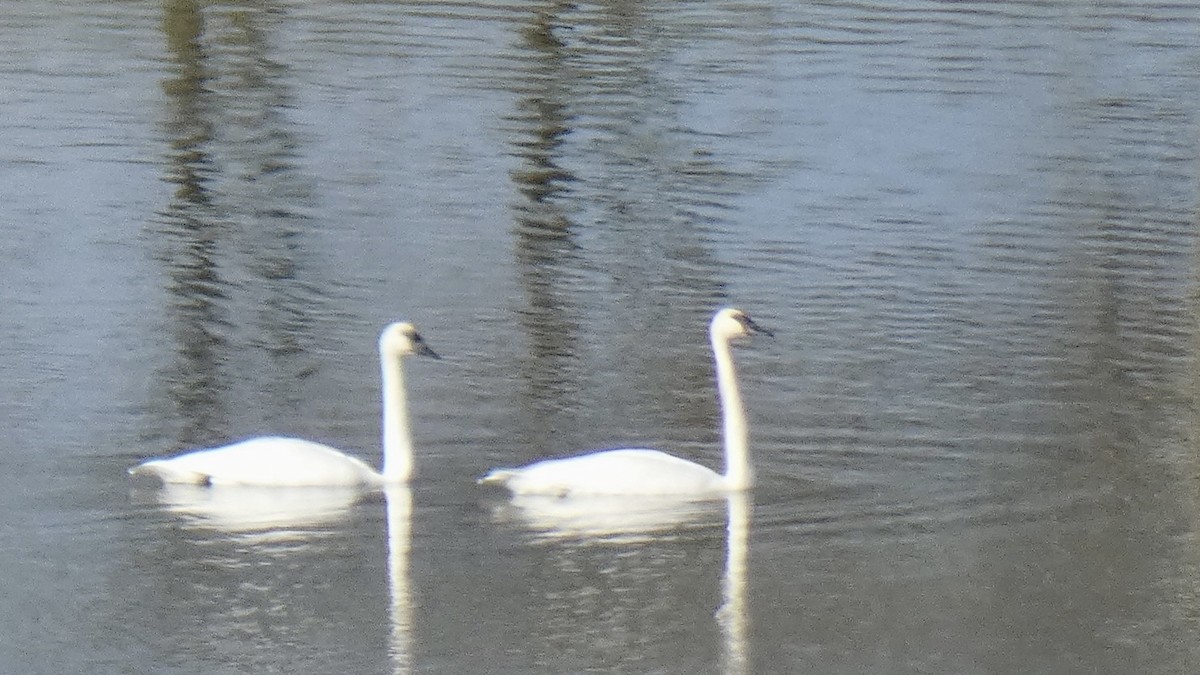 Trumpeter Swan - ML611566286