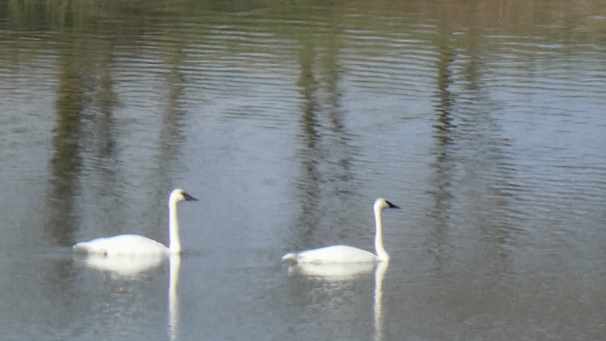 Trumpeter Swan - ML611566287