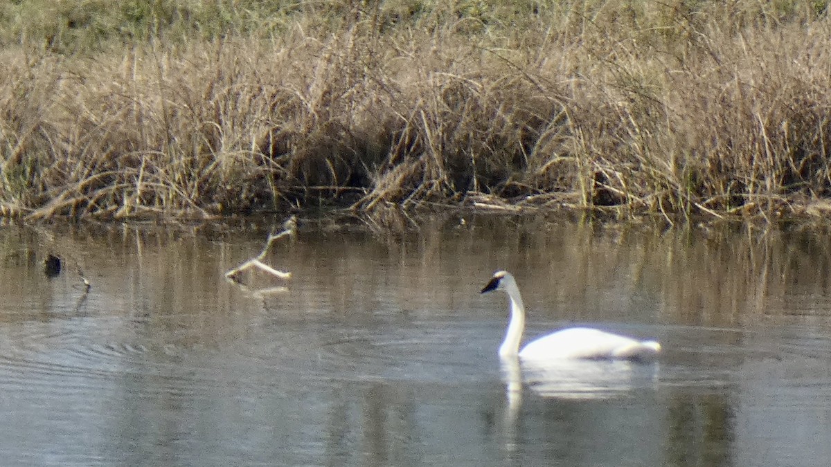 Trumpeter Swan - ML611566288