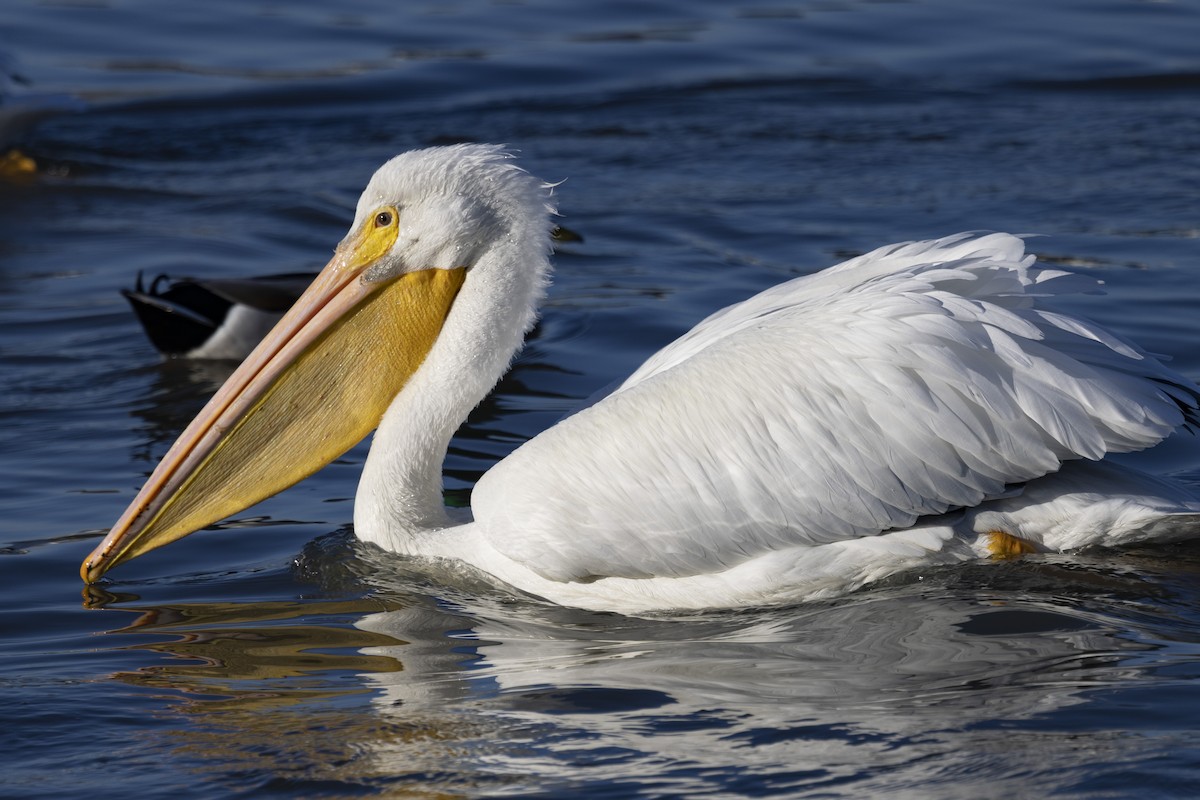 American White Pelican - ML611566314