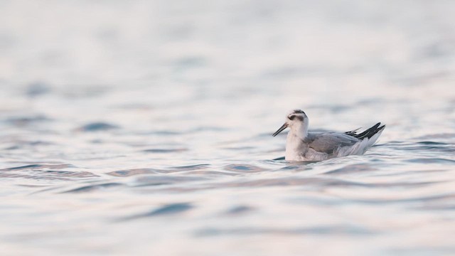 Phalarope à bec large - ML611566325